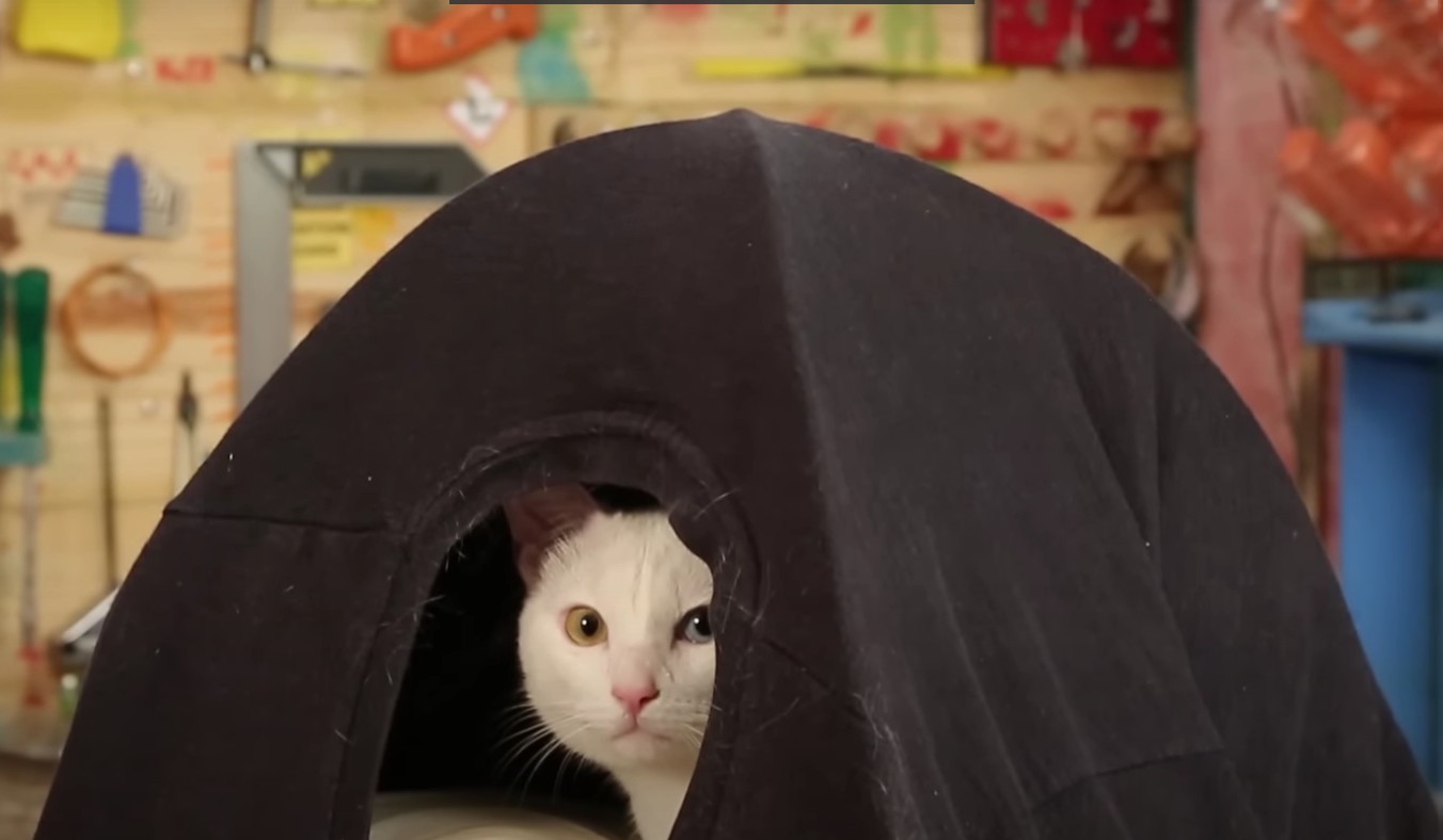Toca de gato instantânea
